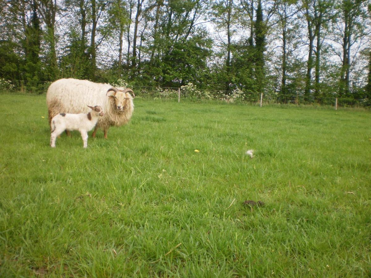 Onstwedde Boerderijkamer Korenbloem المظهر الخارجي الصورة