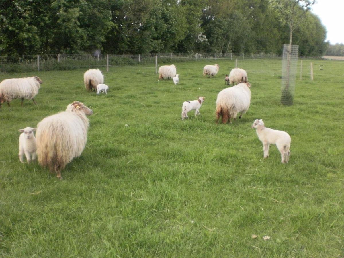 Onstwedde Boerderijkamer Korenbloem المظهر الخارجي الصورة