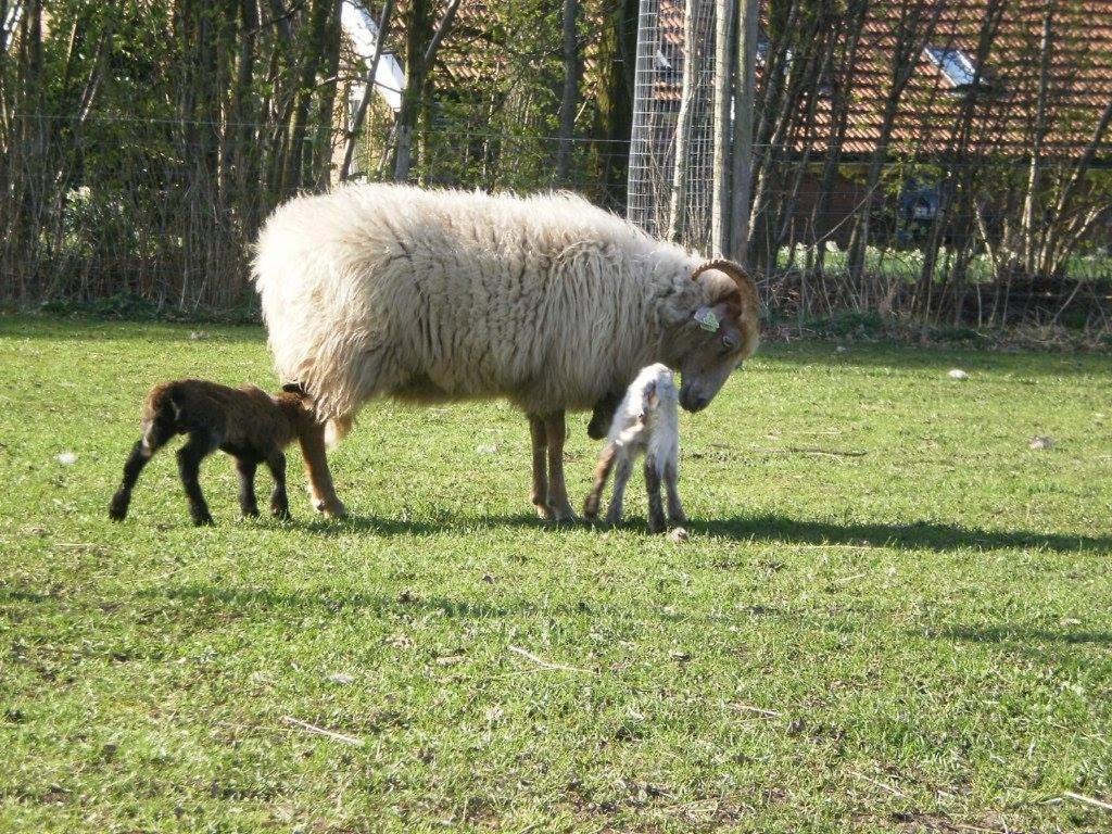 Onstwedde Boerderijkamer Korenbloem المظهر الخارجي الصورة