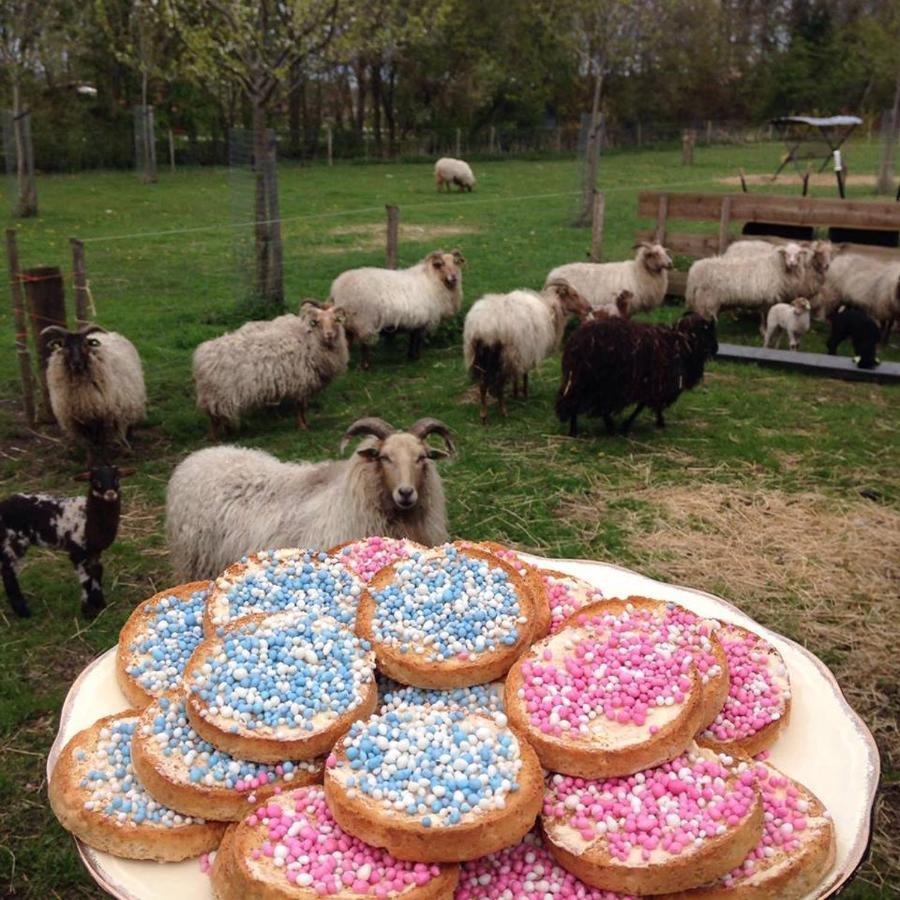 Onstwedde Boerderijkamer Korenbloem المظهر الخارجي الصورة